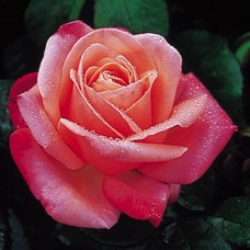 Троянда  "Silvery Pink"